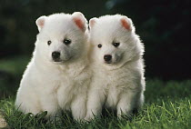 Spitz (Canis familiaris) two puppies, Japan