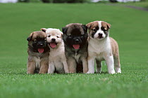 Nihon Inu (Canis familiaris) four puppies, Japan