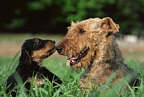 Airedale Terrier (Canis familiaris) mother and puppy, Japan