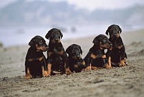 Doberman Pinscher (Canis familiaris) five puppies on the beach, Japan