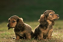 Miniature Dachshund (Canis familiaris) two puppies, Japan