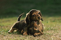 Miniature Dachshund (Canis familiaris) two puppies playing, Japan