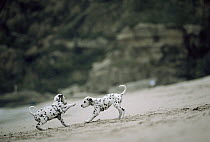 Dalmatian (Canis familiaris) two puppies playing on a sandy beach, Japan