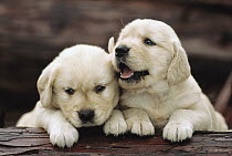 Golden Retriever (Canis familiaris) two puppies resting on a log