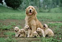 Golden Retriever (Canis familiaris) mother with litter of puppies, Japan