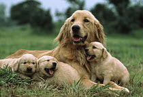 Golden Retriever (Canis familiaris) mother with three puppies, Japan