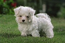 Maltese (Canis familiaris) puppy standing on green lawn