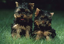 Yorkshire Terrier (Canis familiaris) two puppies, Japan