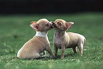 Chihuahua (Canis familiaris) two puppies nuzzling