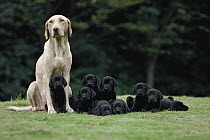 Labrador Retriever (Canis familiaris) mother with litter of puppies