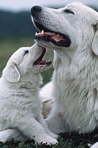 Pyrenean Mountain Dog (Canis familiaris) mother playing with pup, Japan