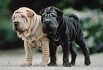 Shar Pei (Canis familiaris) two puppies, Japan
