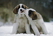 Saint Bernard (Canis familiaris) puppies nuzzling in snow, Japan