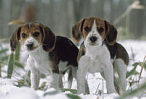 Beagle (Canis familiaris) two puppies standing in snow, Japan