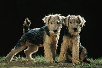 Lakeland Terrier (Canis familiaris) two puppies, Japan