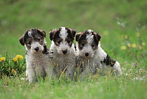 Wire-haired Fox Terrier (Canis familiaris) three puppies sitting on green lawn
