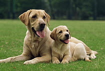 Labrador Retriever (Canis familiaris) mother resting with puppy