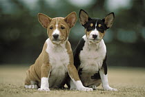 Basenji (Canis familiaris) two puppies, Japan