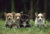 Welsh Corgi (Canis familiaris) four puppies, Japan