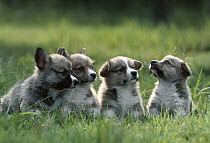 Welsh Corgi (Canis familiaris) four puppies sitting on green grass, Japan