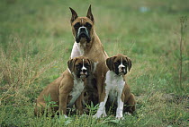 Boxer (Canis familiaris) mother with two puppies
