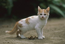 Domestic Cat (Felis catus) Persian kitten portrait, Japan