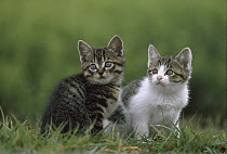 Domestic Cat (Felis catus) kitten pair sitting in grass, Japan