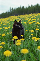 Domestic Cat (Felis catus) kitten in field of Dandelions (Taraxacum officinale)