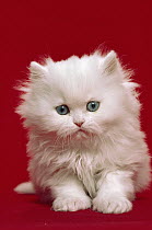 Domestic Cat (Felis catus) Persian kitten portrait against red background