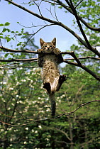 Domestic Cat (Felis catus) kitten hanging from tree branch, Japan