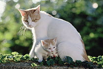 Domestic Cat (Felis catus) with kittens, Japan
