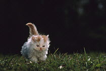 Persian (Felis catus) calico kitten running, Japan