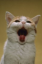 Domestic Cat (Felis catus) yawning, Japan