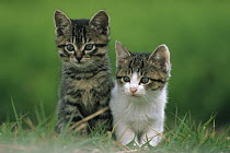 Domestic Cat (Felis catus) kitten pair, Japan
