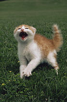 Domestic Cat (Felis catus) kitten hissing, Japan