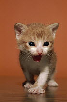 Domestic Cat (Felis catus) kitten calling, Japan
