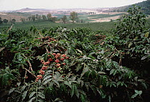 Coffee (Coffea arabica) berries on plantation, east Africa