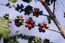 Coffee (Coffea arabica) berries on plantation, east Africa