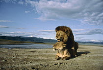 African Lion (Panthera leo) couple mating, Serengeti National Park, Tanzania