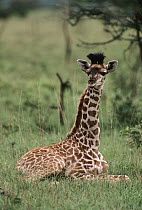 Masai Giraffe (Giraffa tippelskirchi) young resting, Serengeti National Park, Tanzania