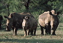 White Rhinoceros (Ceratotherium simum) two adults and a baby, Serengeti