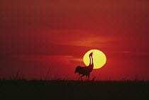 Siberian Crane (Grus leucogeranus) pair courting in front of setting sun, China
