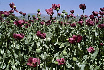 Opium Poppy (Papaver somniferum) field, Turkey