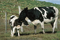 Domestic Cattle (Bos taurus) adult and calf, Hereford breed, North America