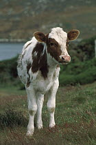 Domestic Cattle (Bos taurus) calf, Hereford breed, North America