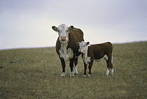Domestic Cattle (Bos taurus) mother and calf in pasture, Hereford breed, North America