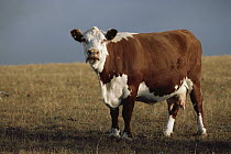 Domestic Cattle (Bos taurus) in pasture, Hereford breed, North America