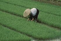 Woman tending rice paddy, Takayama, Japan