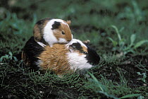 Guinea Pig (Cavia porcellus) with young riding on its back, native to South America