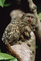 Pygmy Marmoset (Cebuella pygmaea) portrait of world's smallest primate, Peru